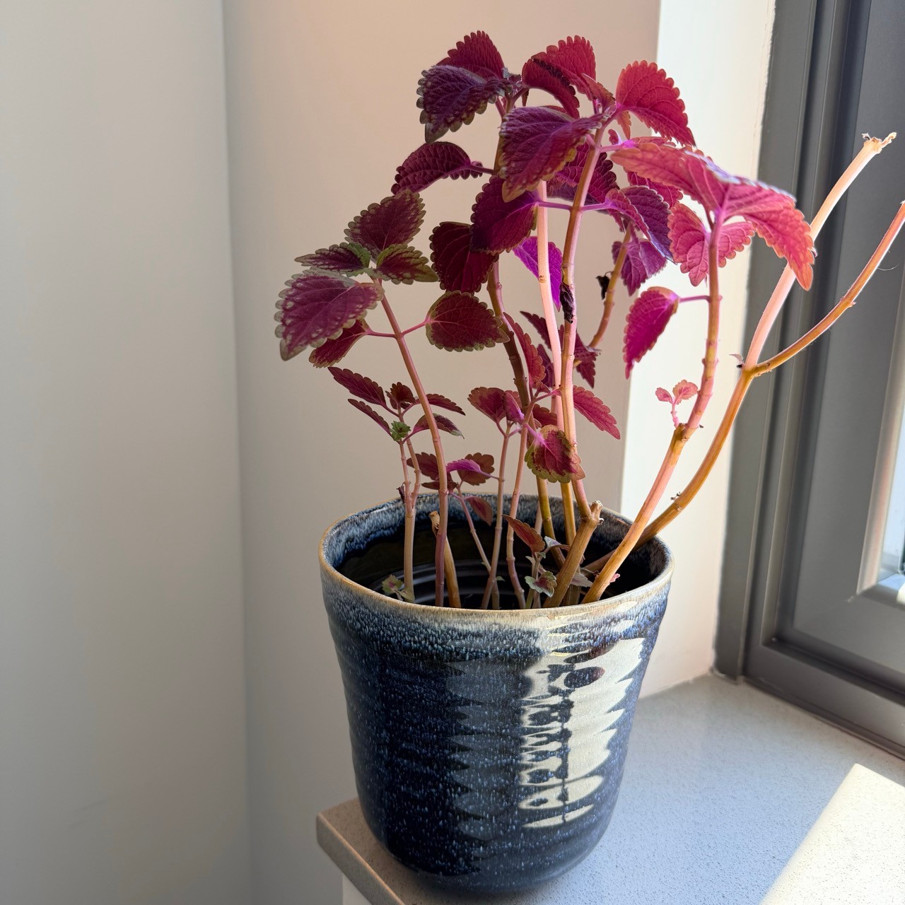 Coleus Plant in Ceramic Pot