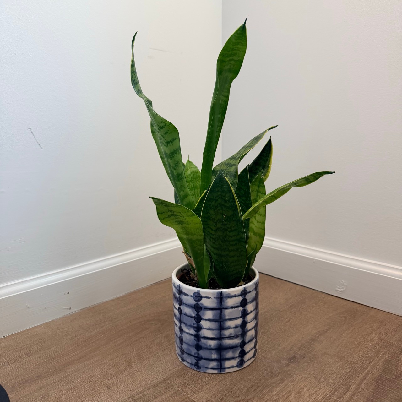 Snake Plant in Ceramic Pot - photo 2