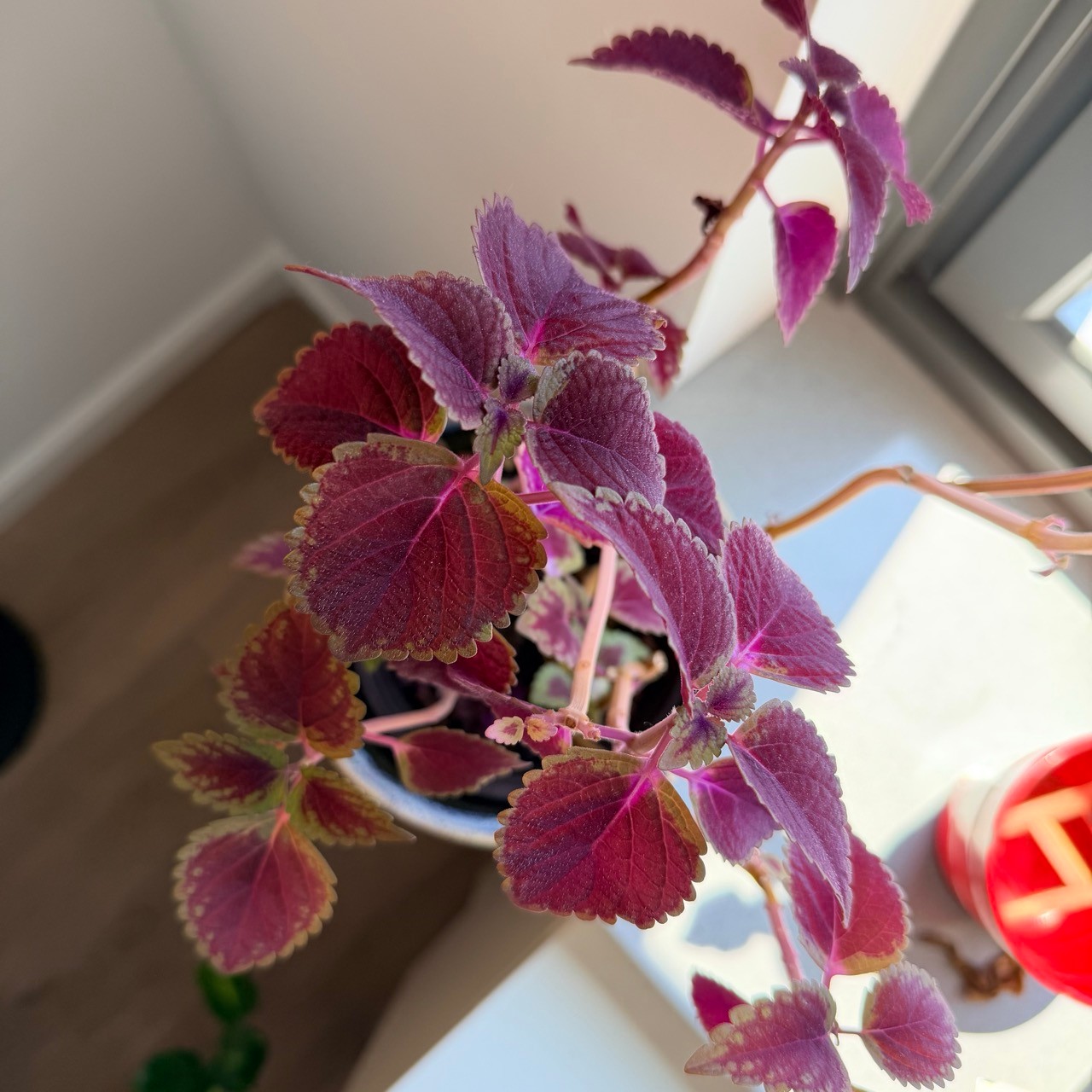 Coleus Plant in Ceramic Pot - photo 2