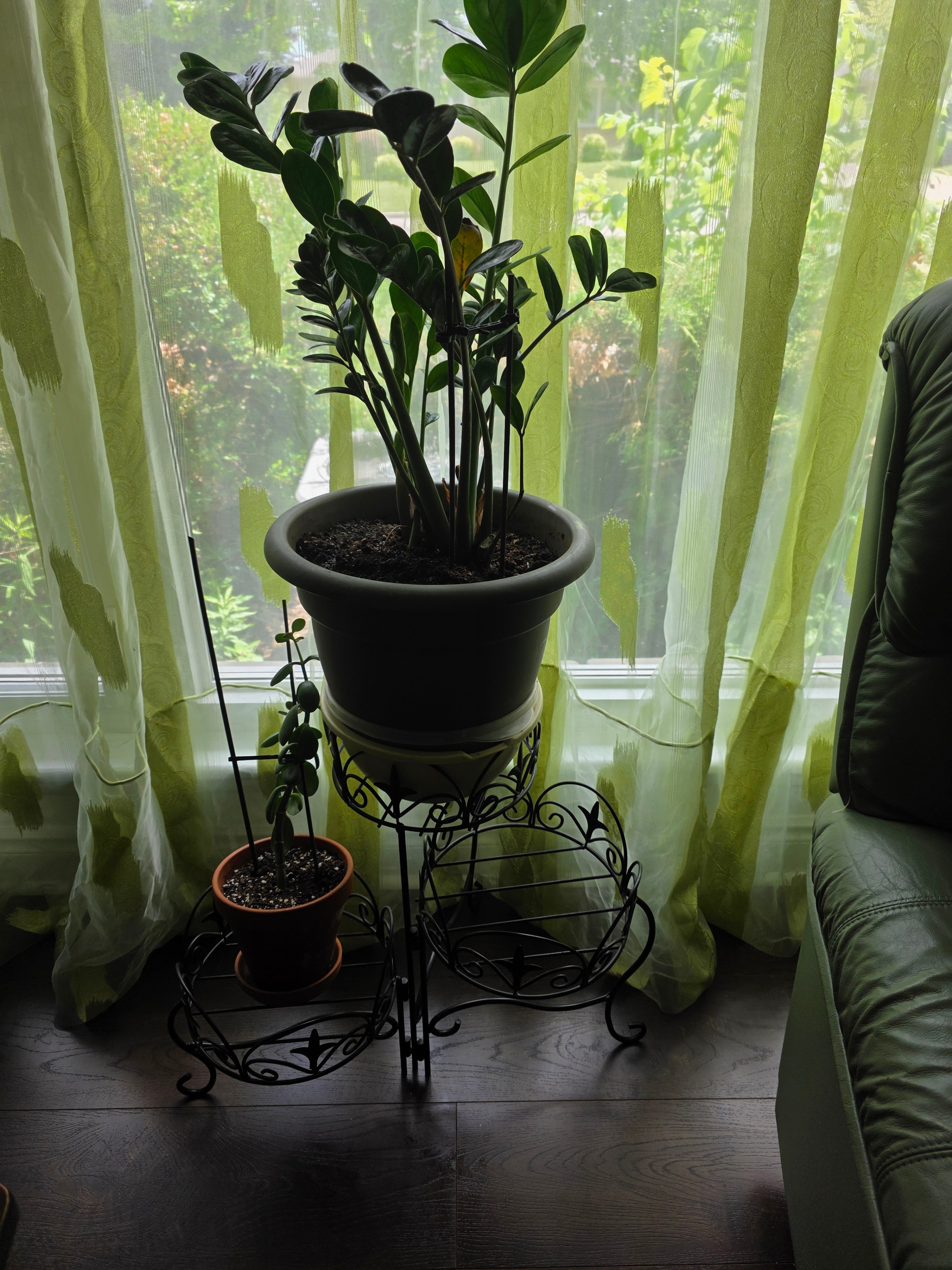 Money Tree Plant + Metal Plant Stand