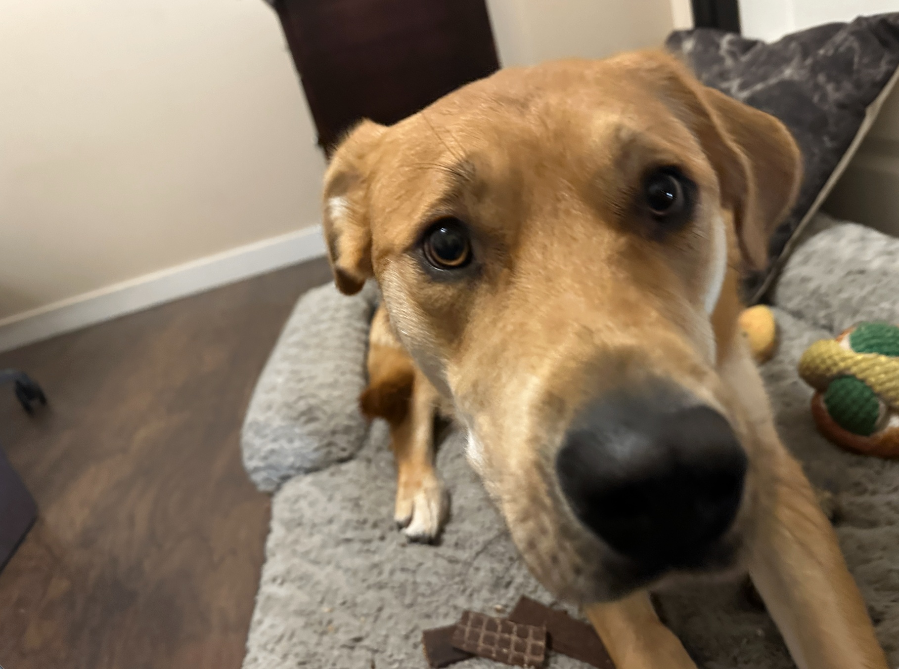 Dog Boarding/Daycare Service - photo 4