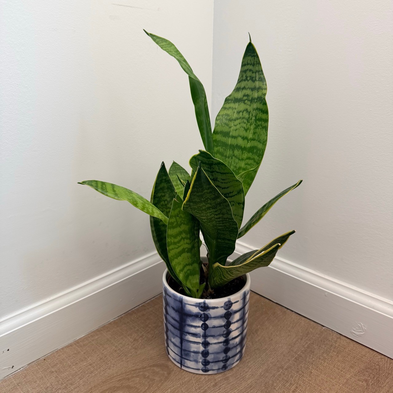 Snake Plant in Ceramic Pot