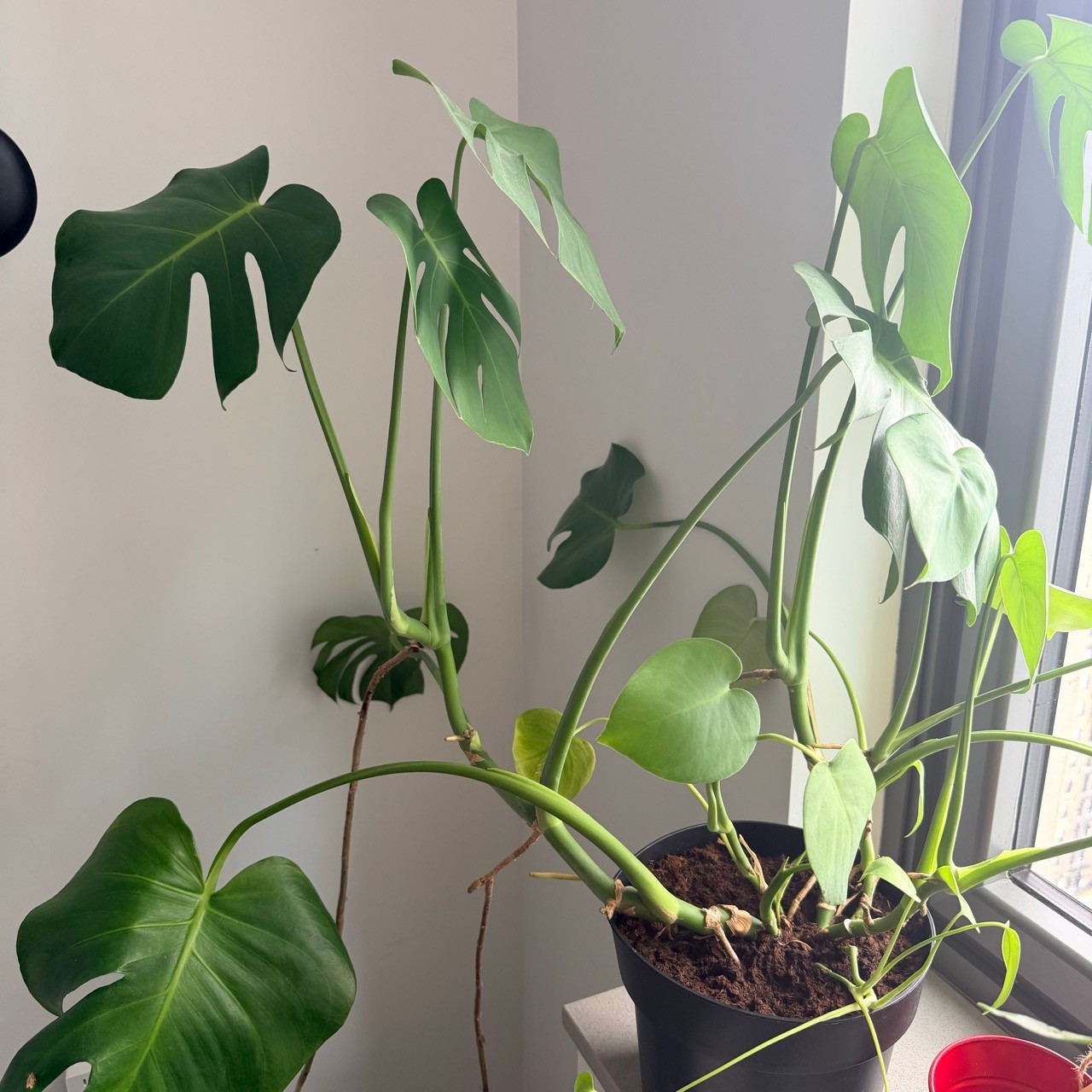 Monstera deliciosa (Swiss Cheese Plant) - photo 2