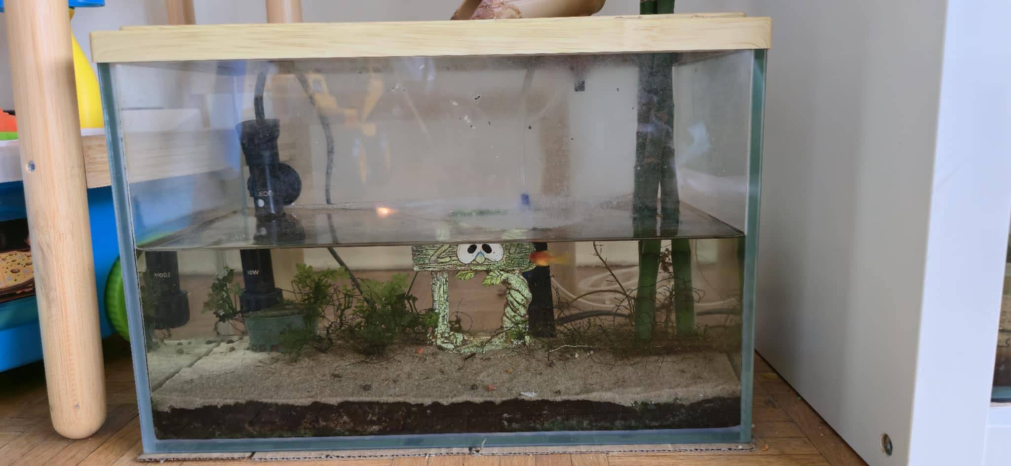 Complete Fish Aquarium Setup with Assorted Fish - photo 3