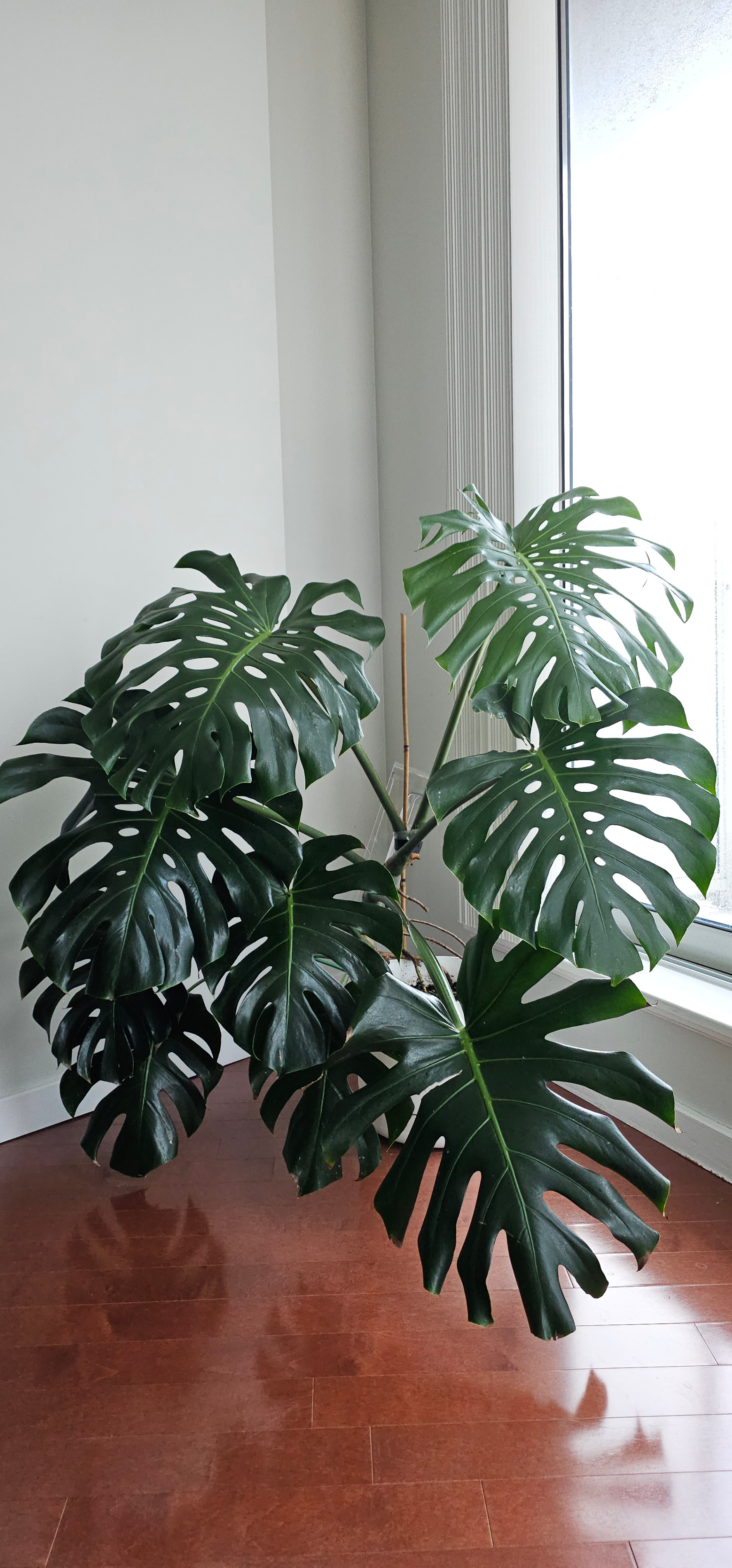 Monstera
