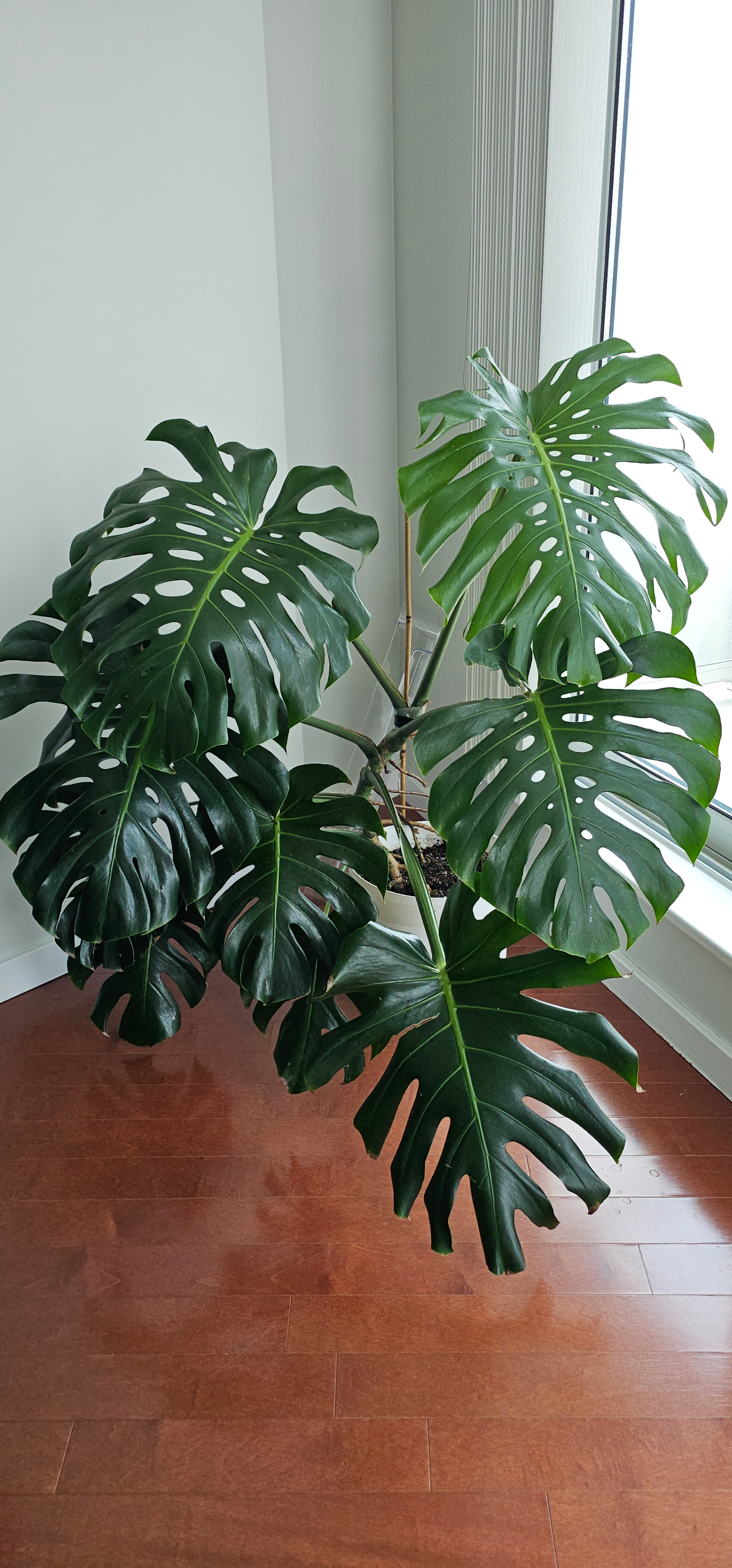 Monstera - photo 2