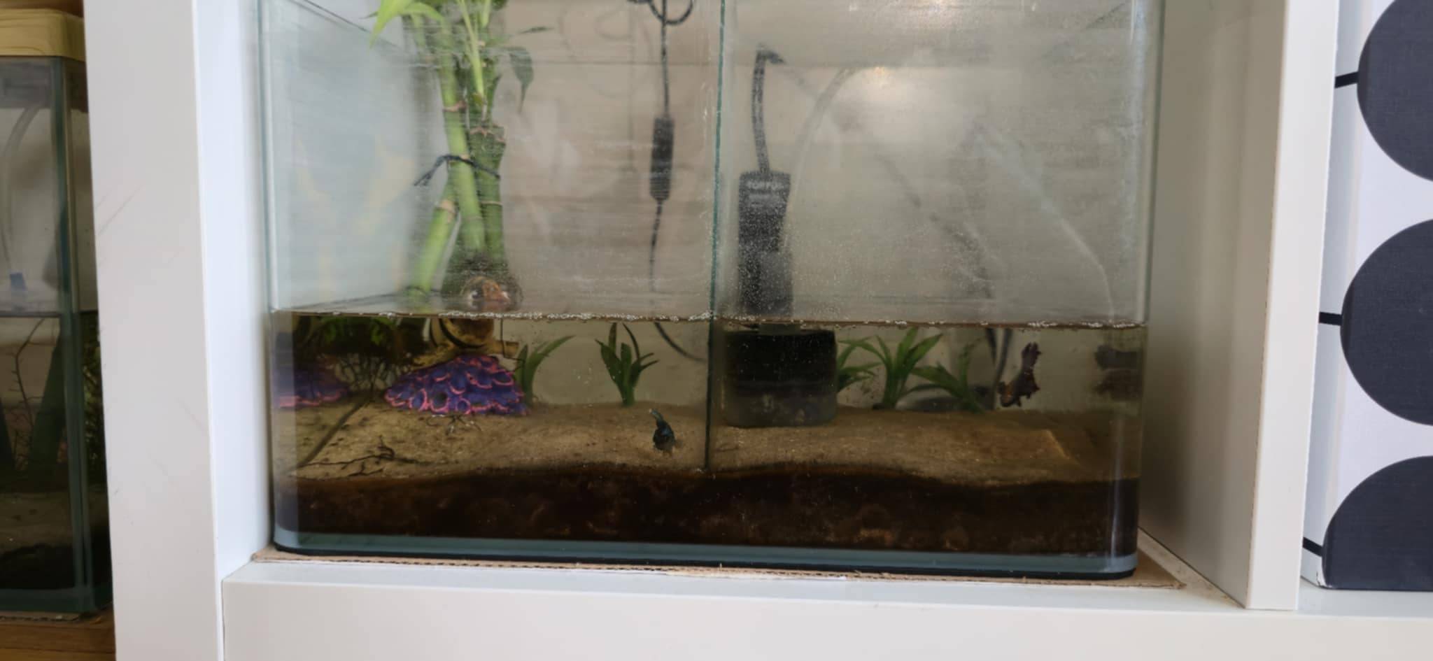 Complete Fish Aquarium Setup with Betta Fish - photo 3