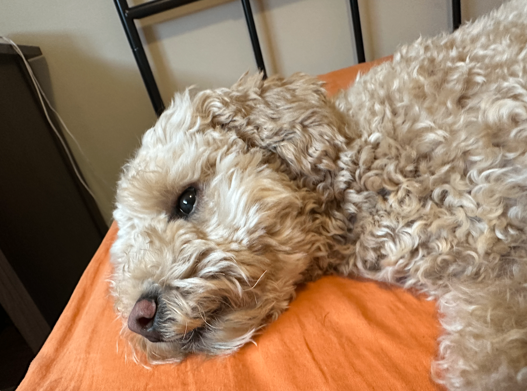 Dog Boarding/Daycare Service - photo 3