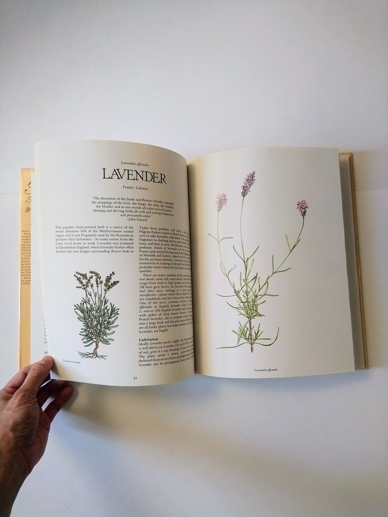 Herbs: International & Illustrated! - photo 5