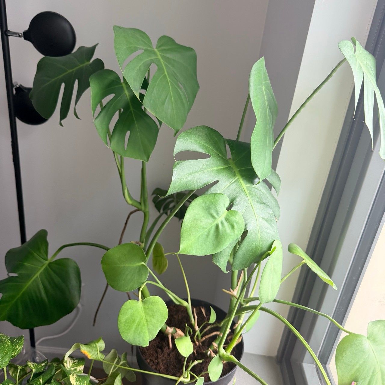 Monstera deliciosa (Swiss Cheese Plant)