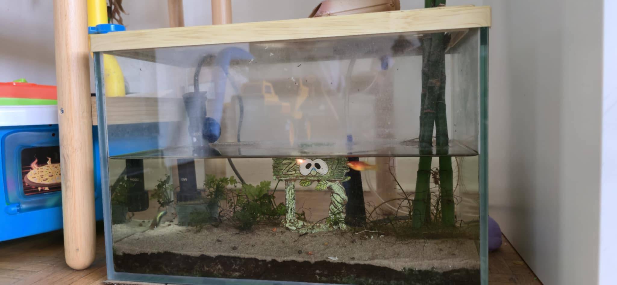 Complete Fish Aquarium Setup with Assorted Fish