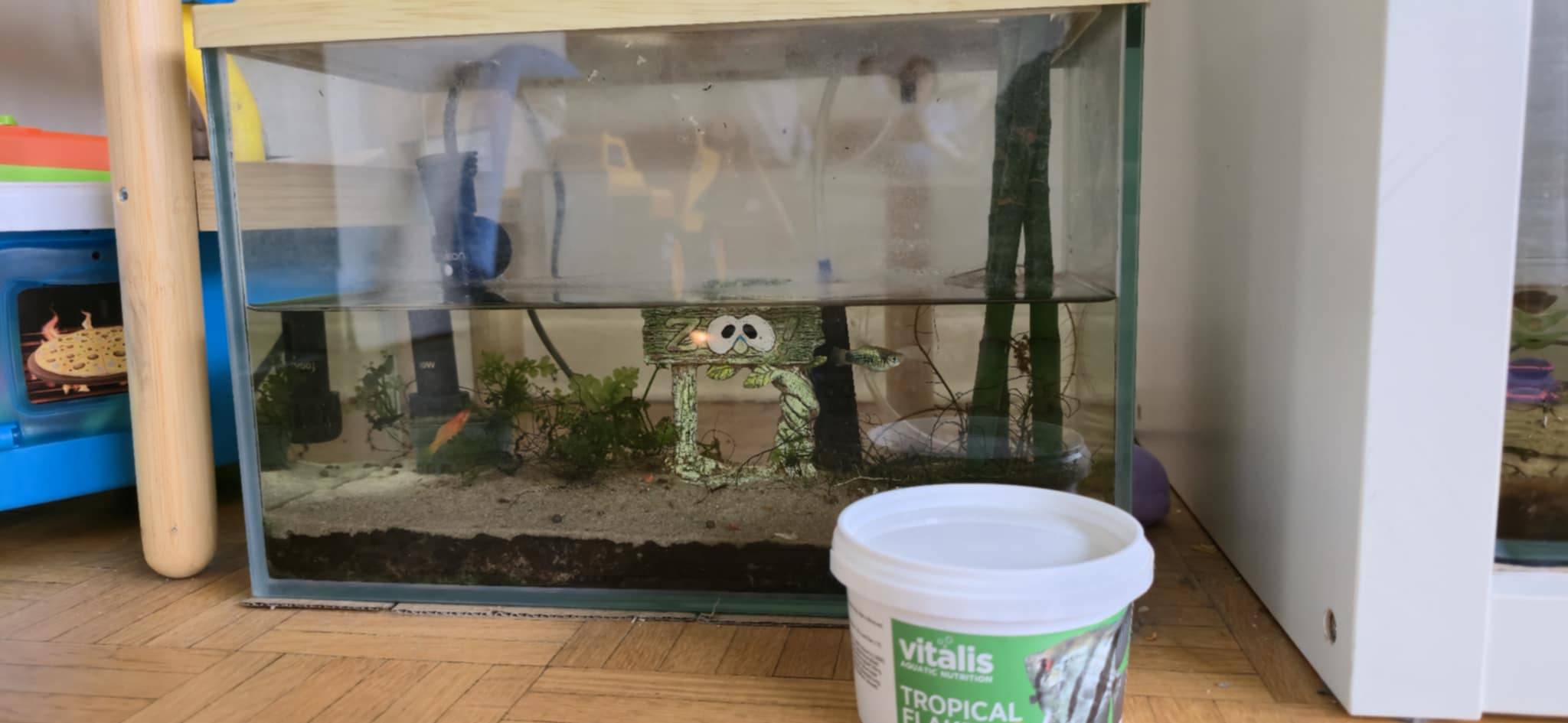 Complete Fish Aquarium Setup with Assorted Fish - photo 2