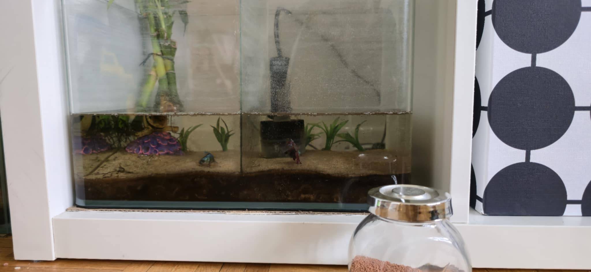 Complete Fish Aquarium Setup with Betta Fish