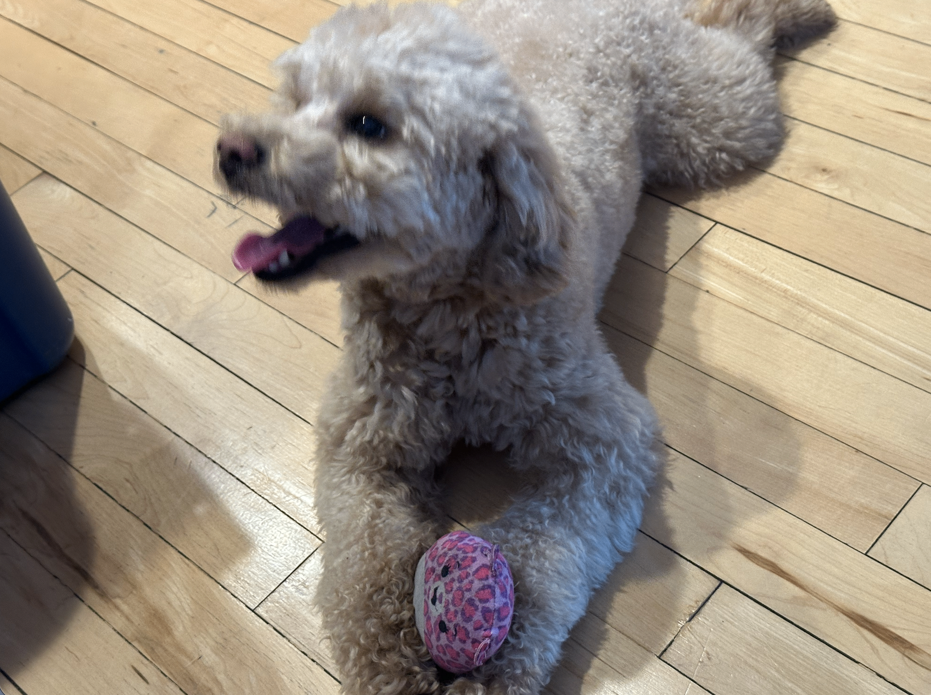 Dog Boarding/Daycare Service