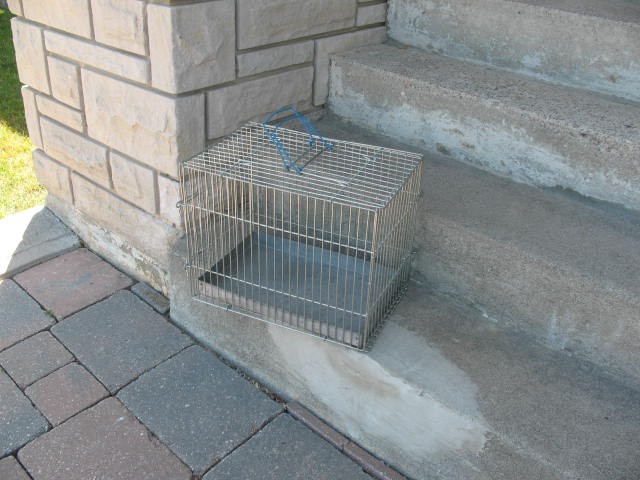 Small Metal Pet Crate