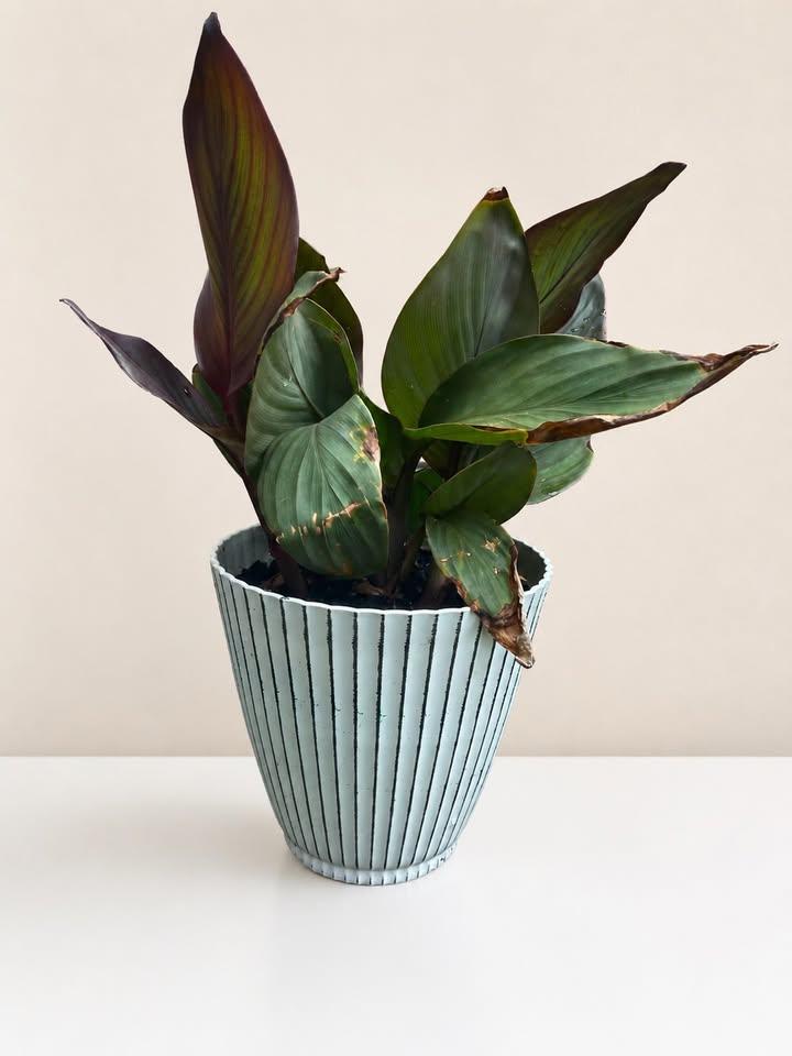 Potted Plant in Striped Pot