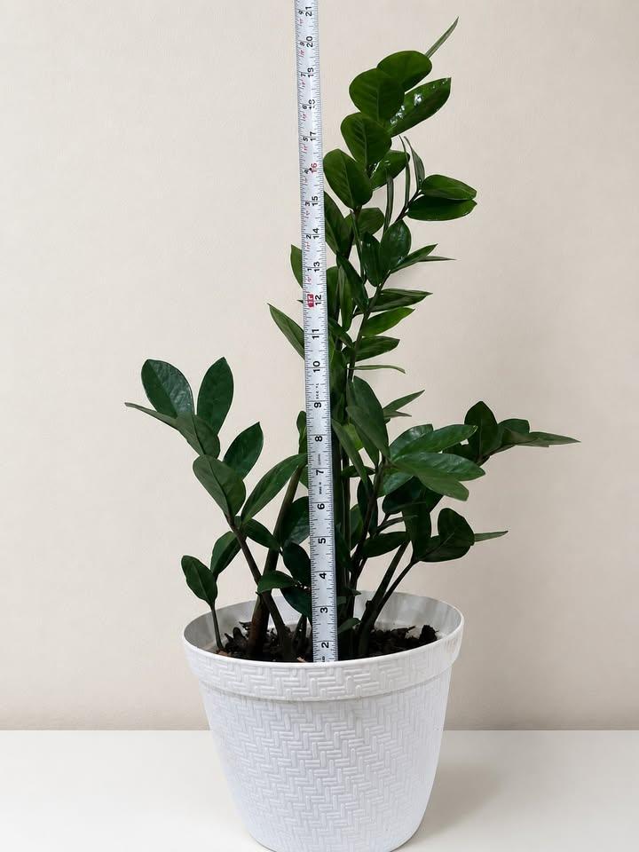 ZZ Plant in White Textured Pot - photo 3