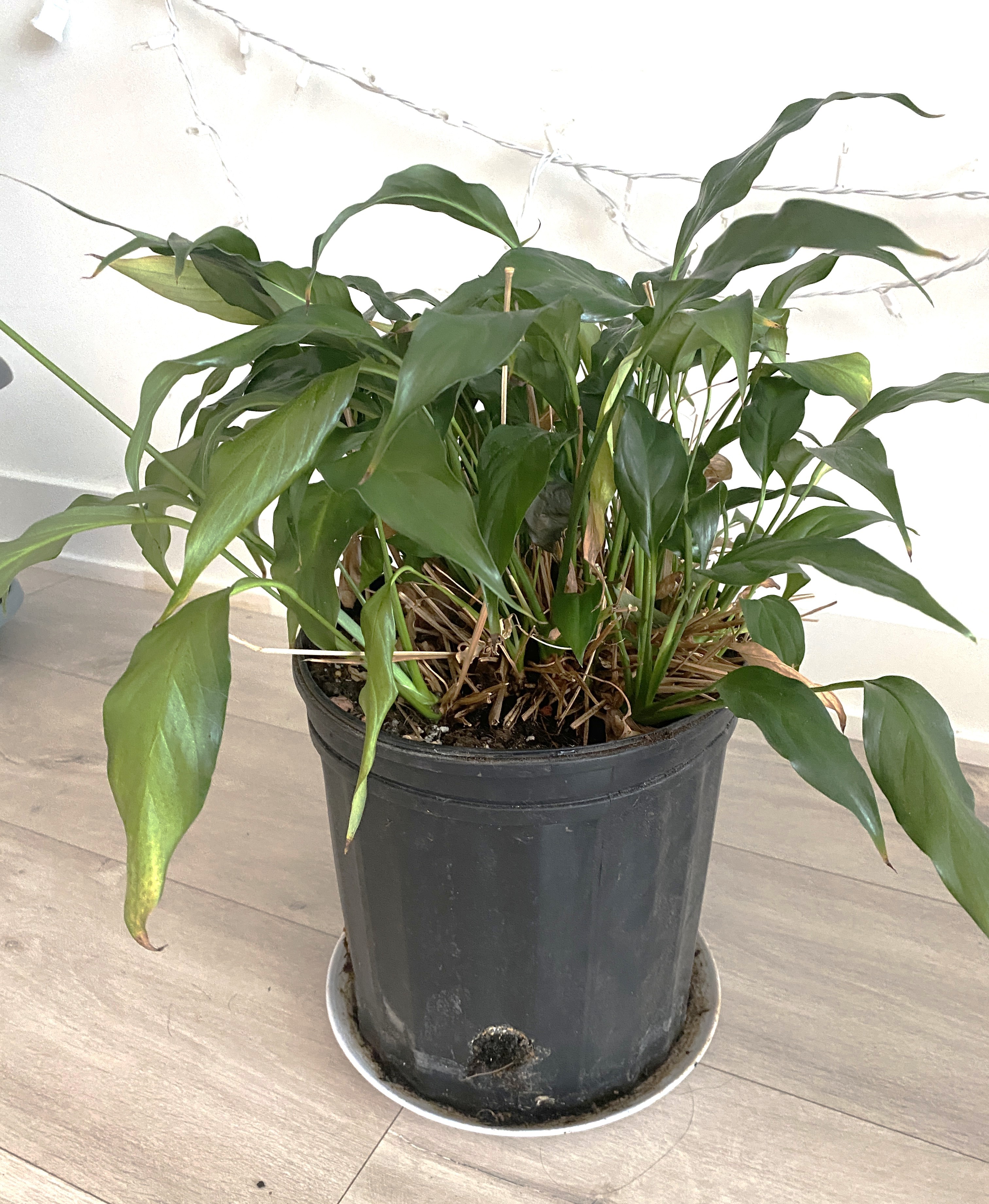 Peace Lily - photo 2