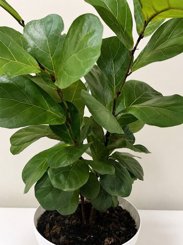 Fiddle Leaf Fig Plant - photo 2