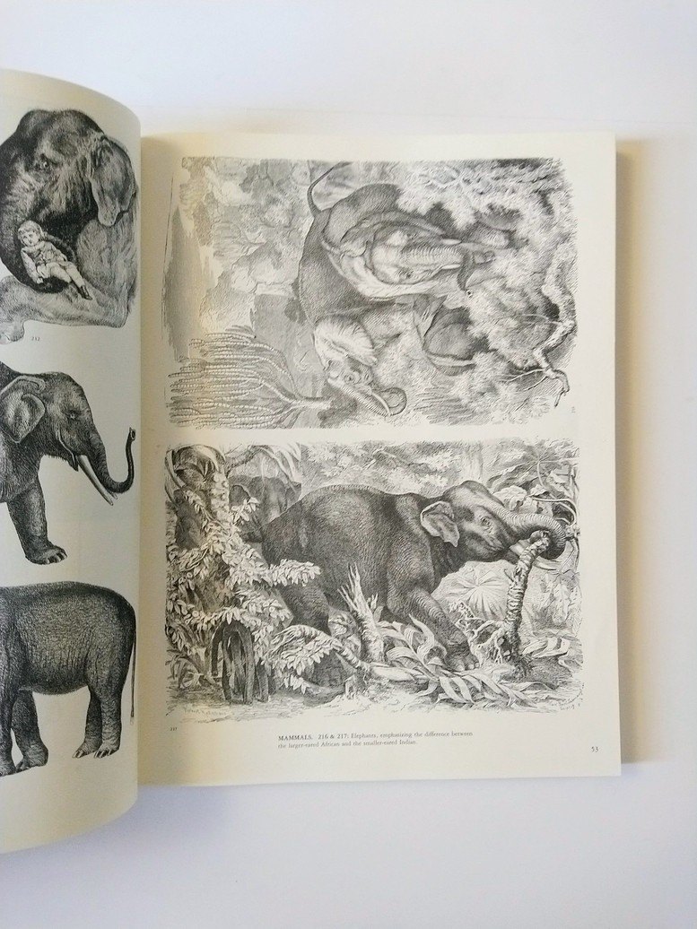 Animals: A Pictorial Archive from 19th Century Sources! - photo 5