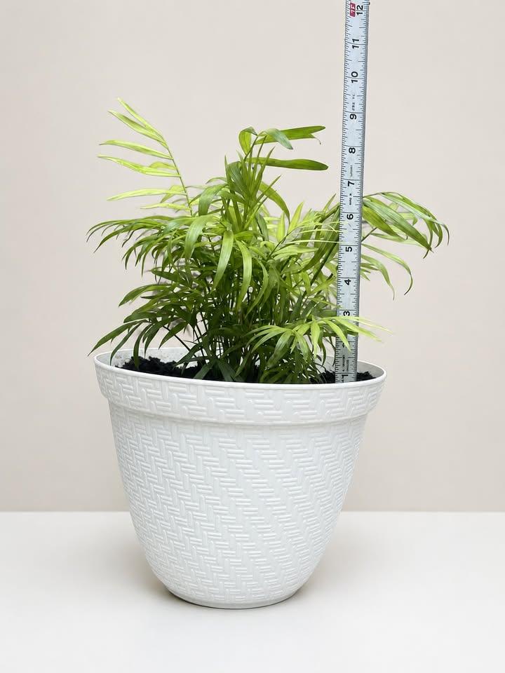 Parlour Palm Plant in White Basket-Weave Pot - photo 3