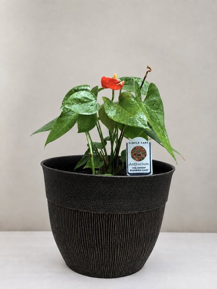 Anthurium Blooming Plant