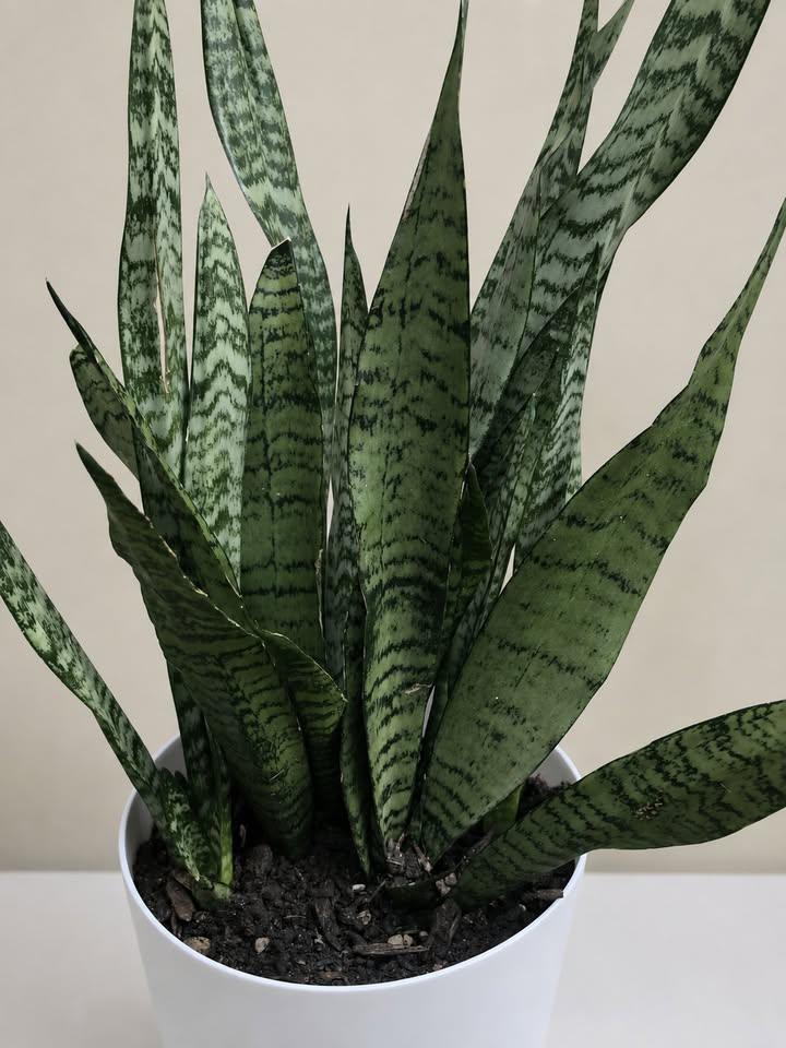 Snake Plant in White Pot - photo 2
