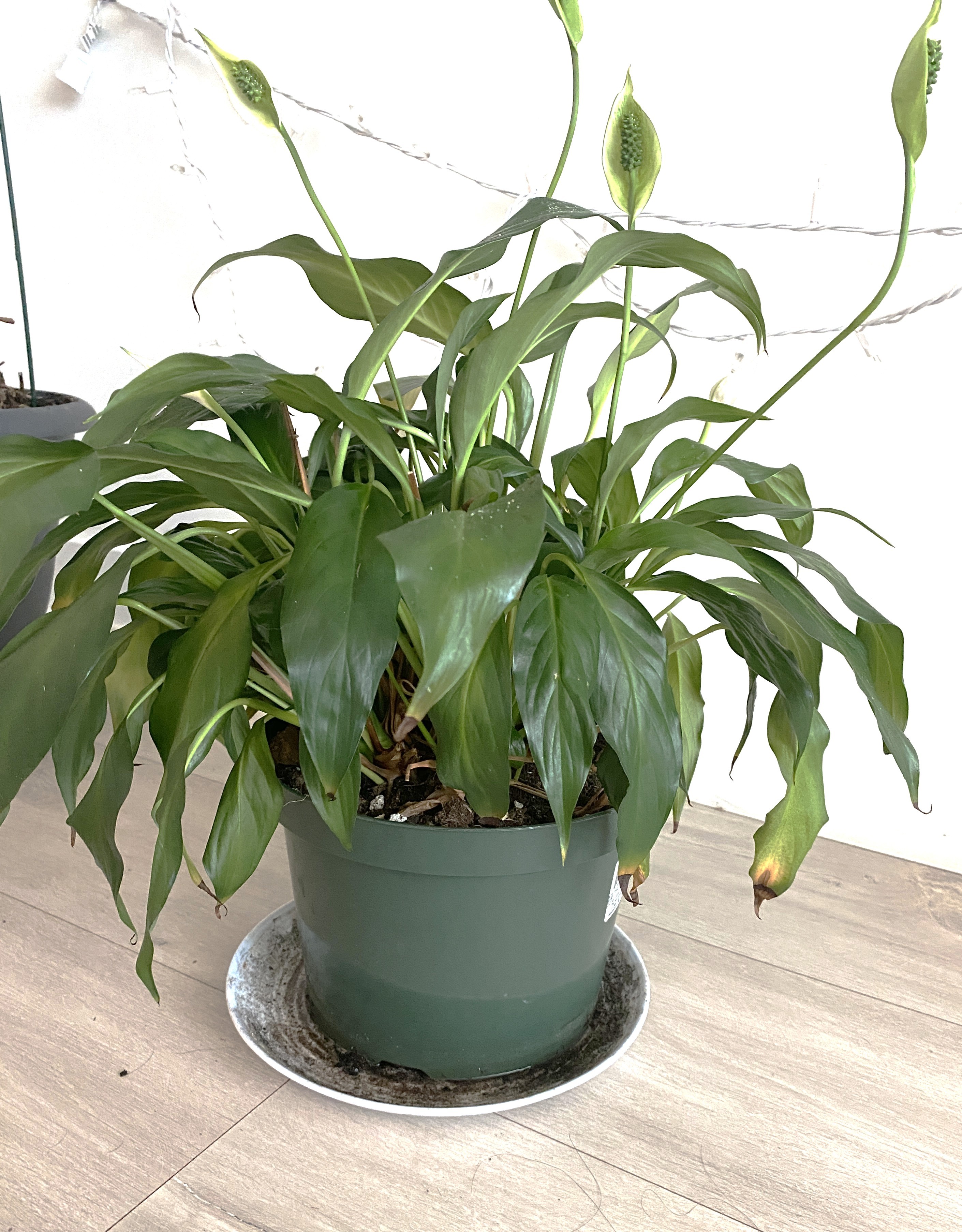 Flowering Peace Lily - photo 4