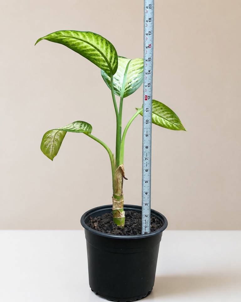 Dieffenbachia Plant - photo 3