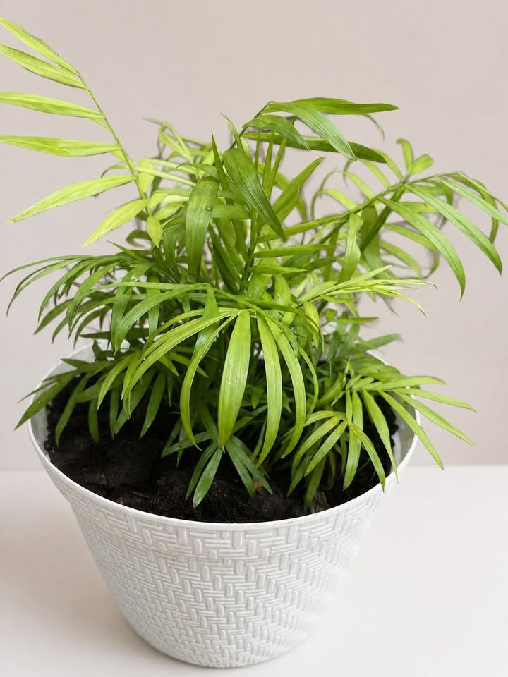 Parlour Palm Plant in White Basket-Weave Pot - photo 2