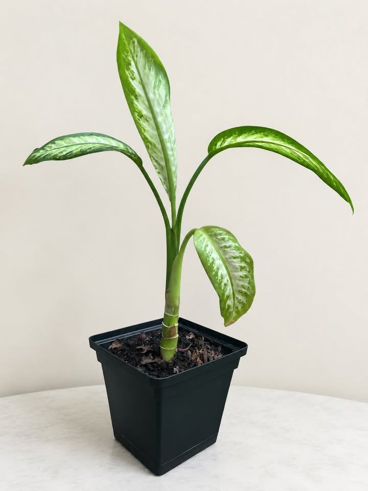 Dieffenbachia Dumb Cane Plant