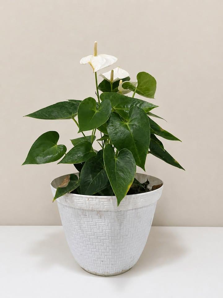 White Anthurium Plant in Pot