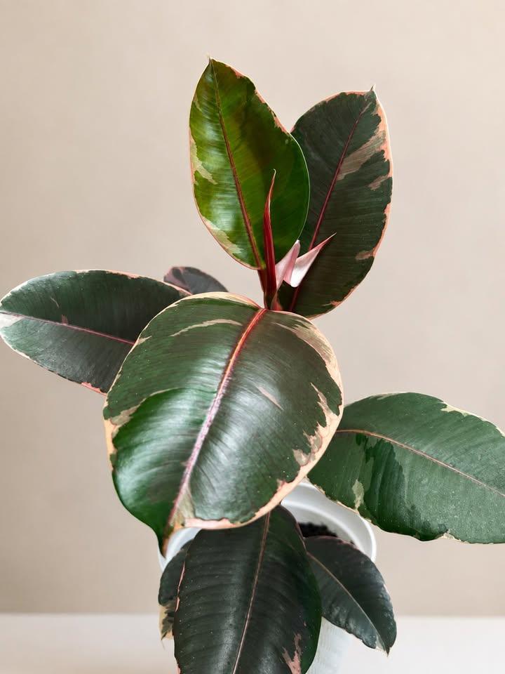 Ficus Elastica Tineke Rubber Plant - photo 2