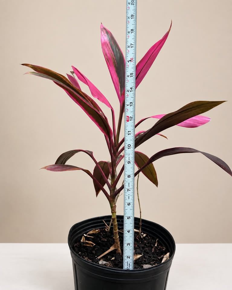 Cordyline 'Kiwi' Plant - photo 3
