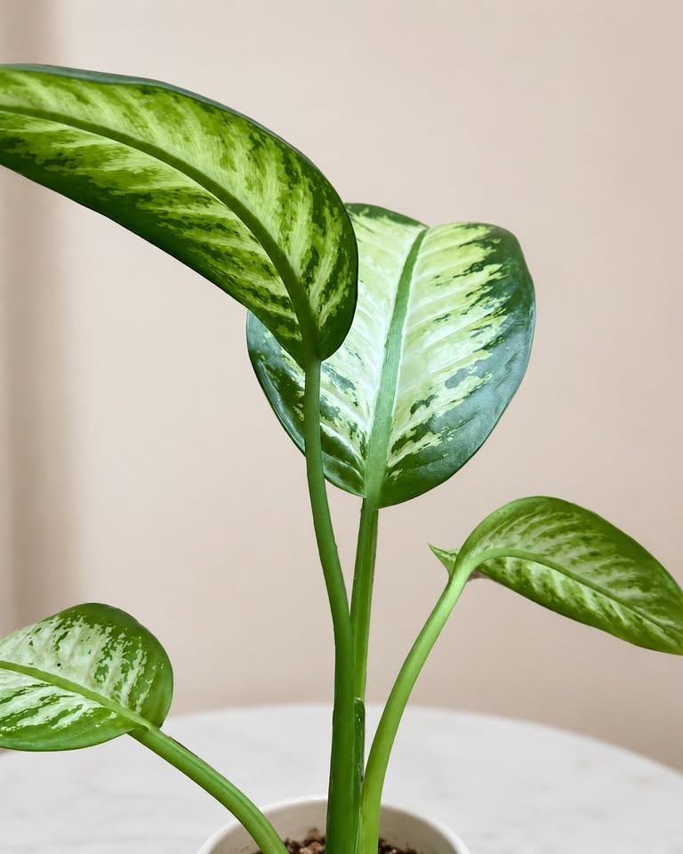 Dieffenbachia Plant - photo 2