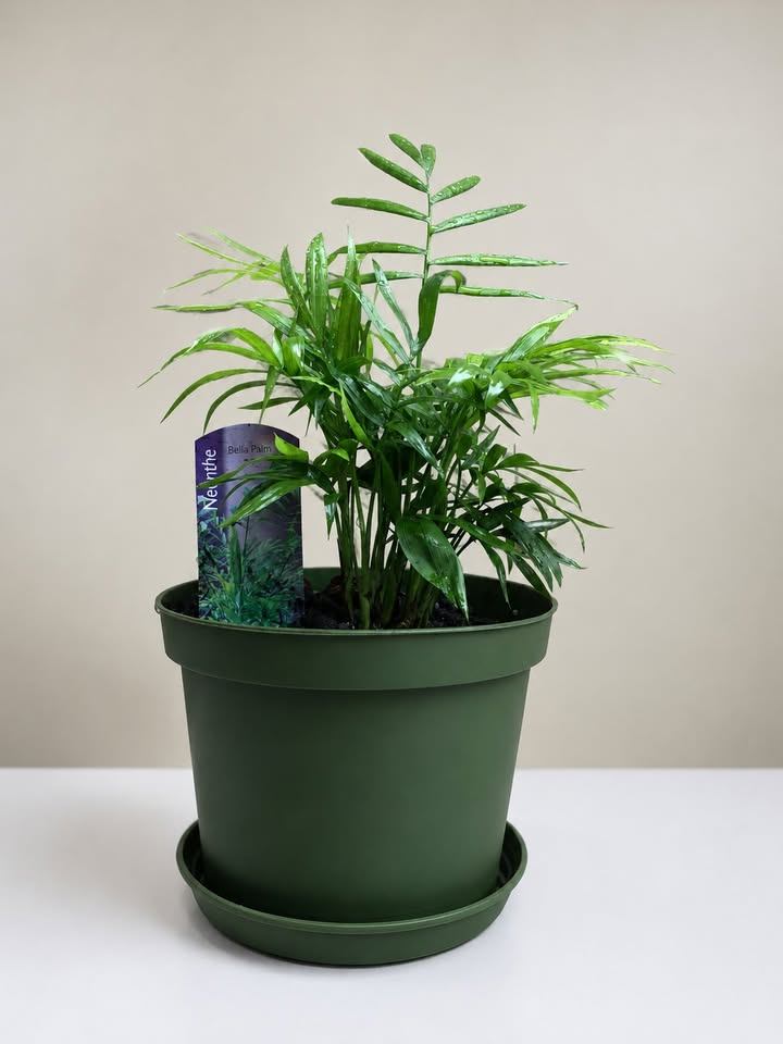 Neanthe Bella Palm Plant