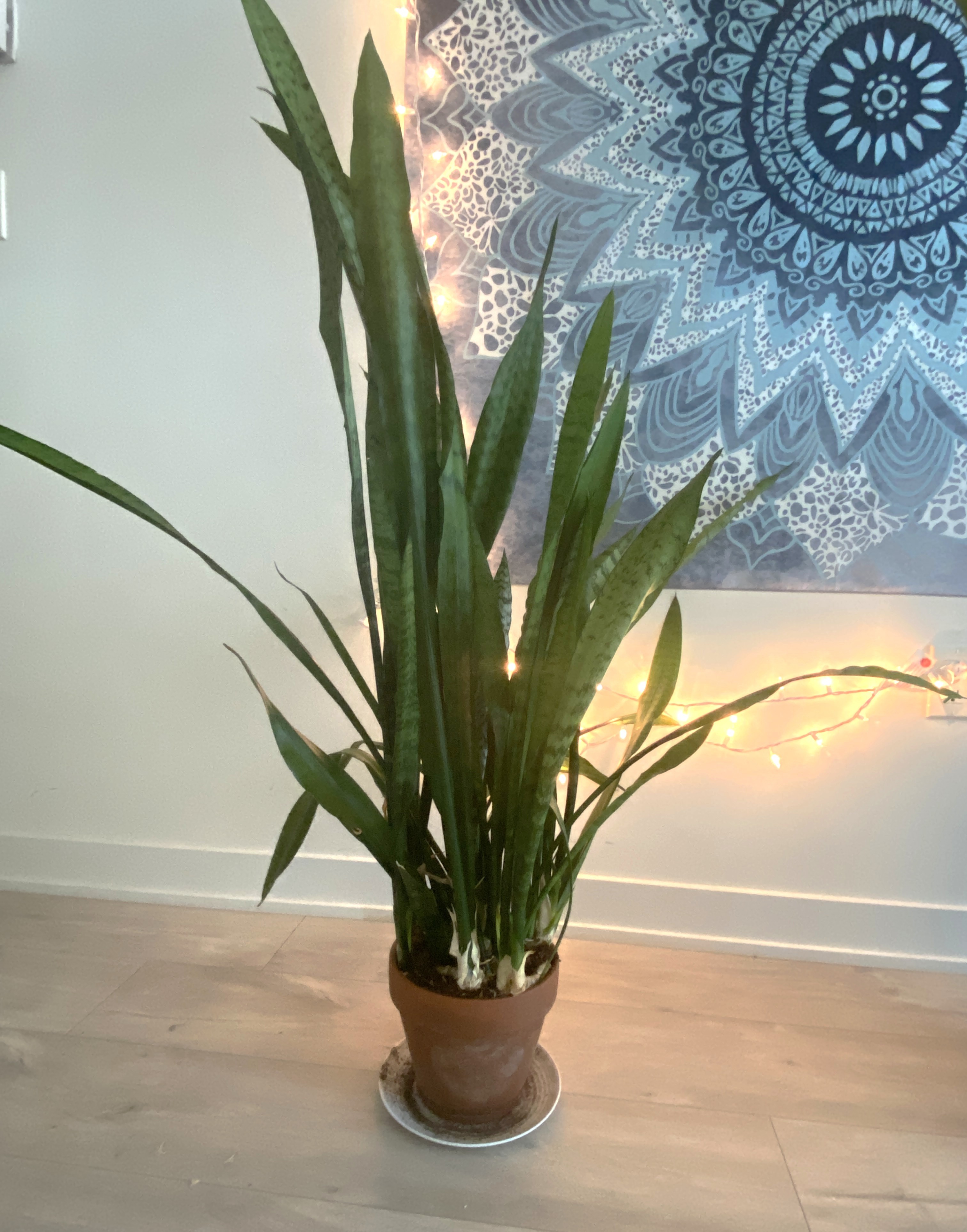 Medium Sized Snake Plant - photo 2