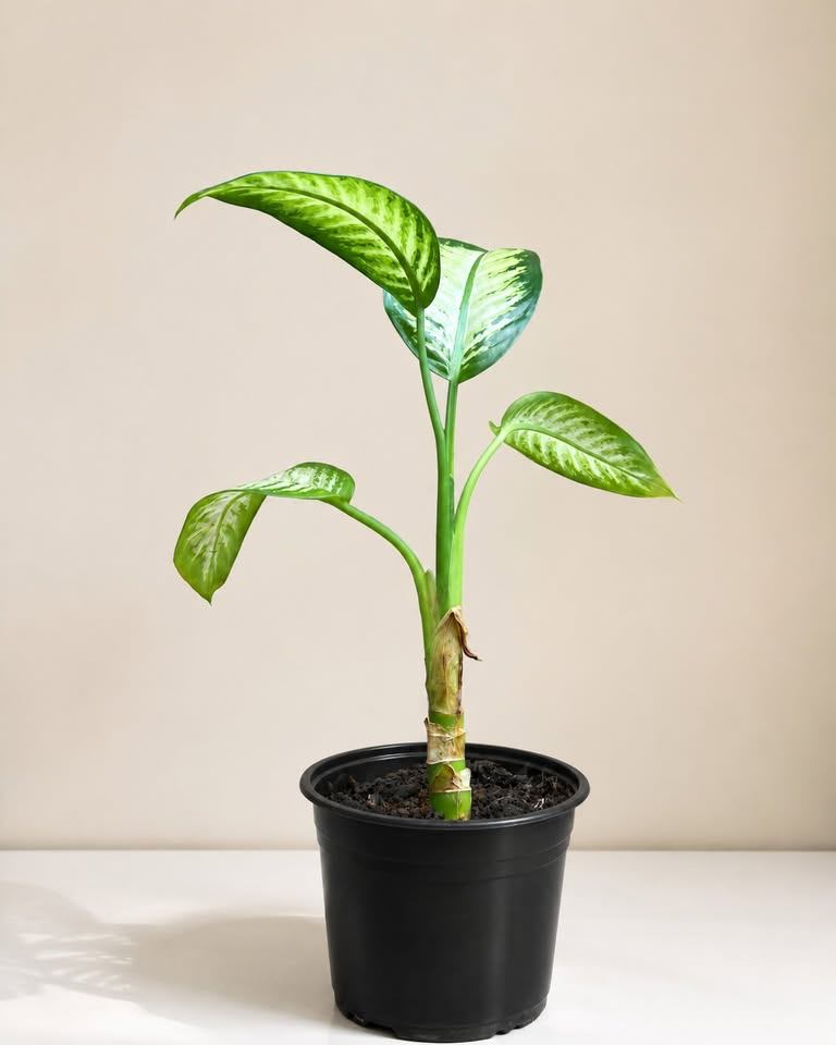 Dieffenbachia Plant