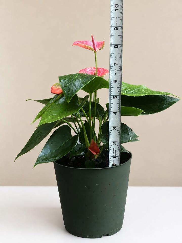Pink Anthurium Plant - photo 3