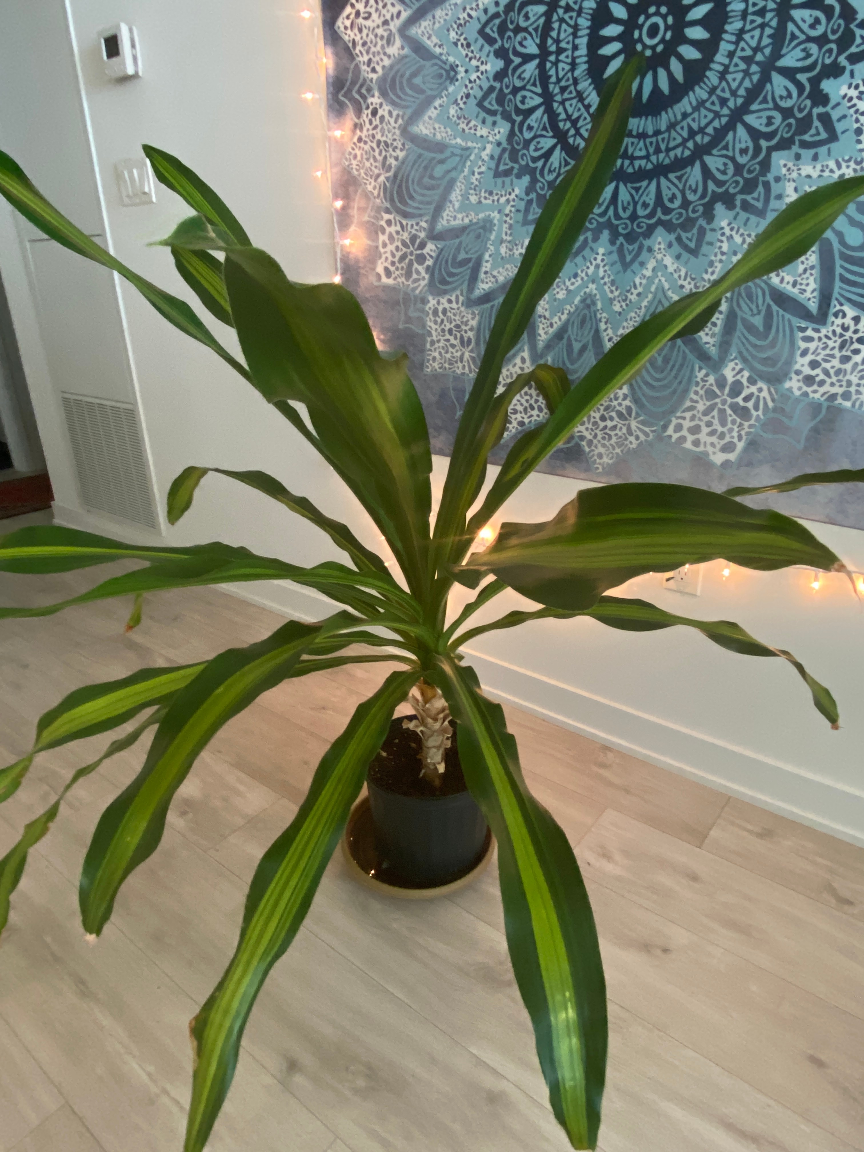 Large Corn Plant - photo 5
