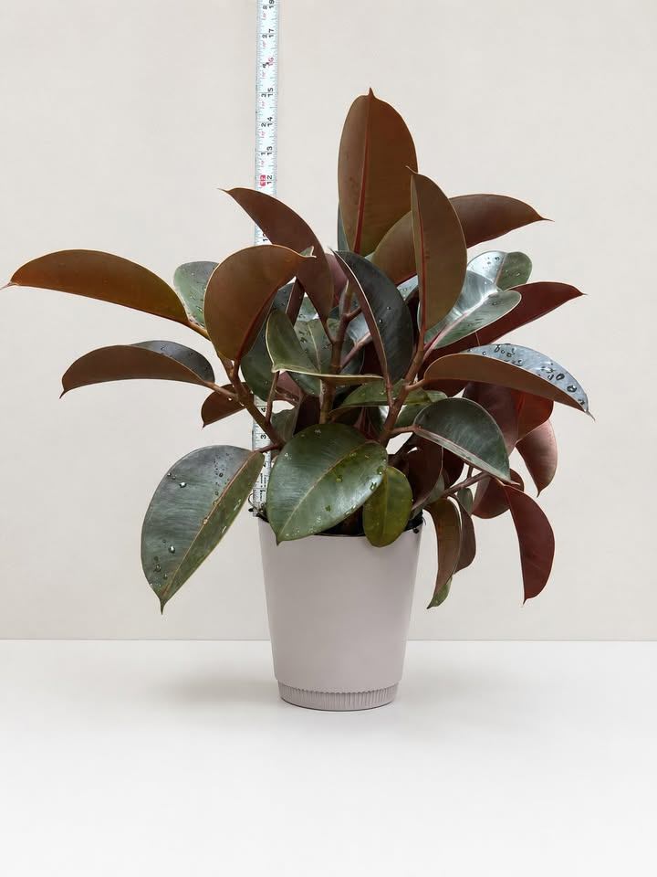 Rubber Plant - photo 3