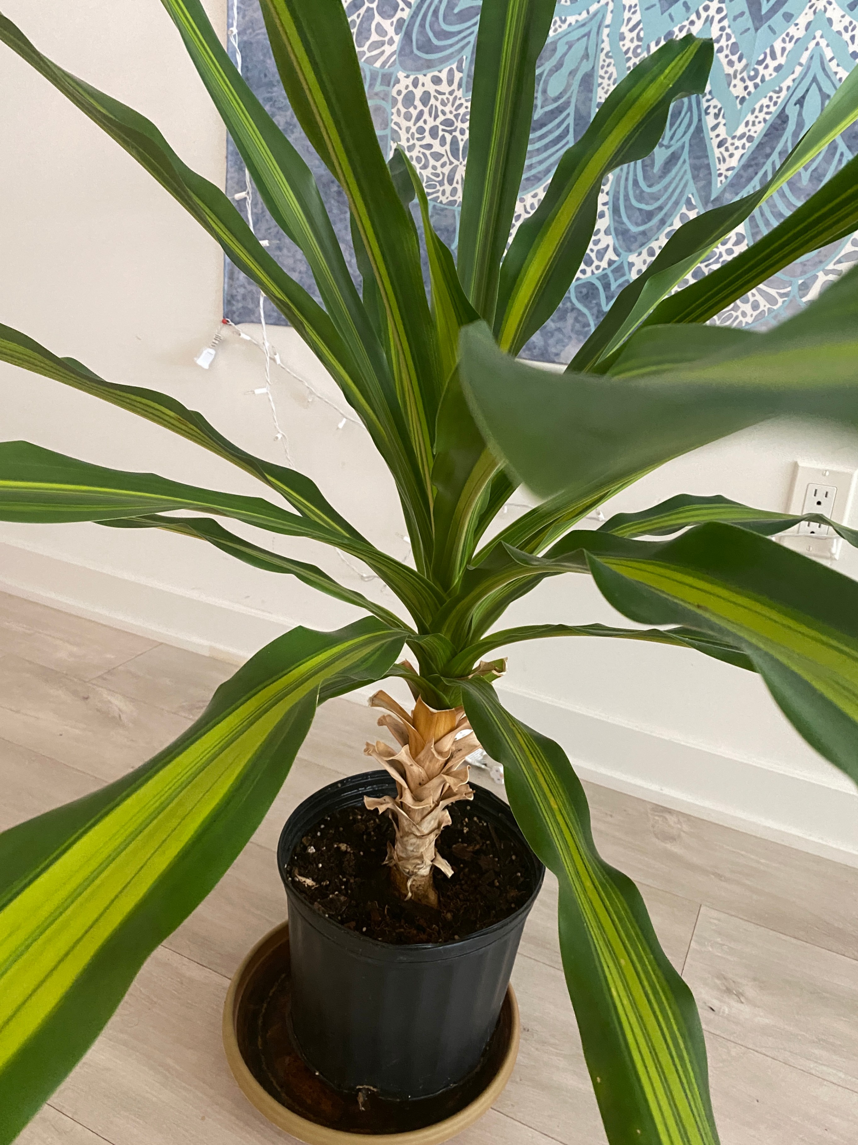 Large Corn Plant - photo 4