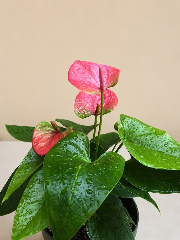 Pink Anthurium Plant - photo 2
