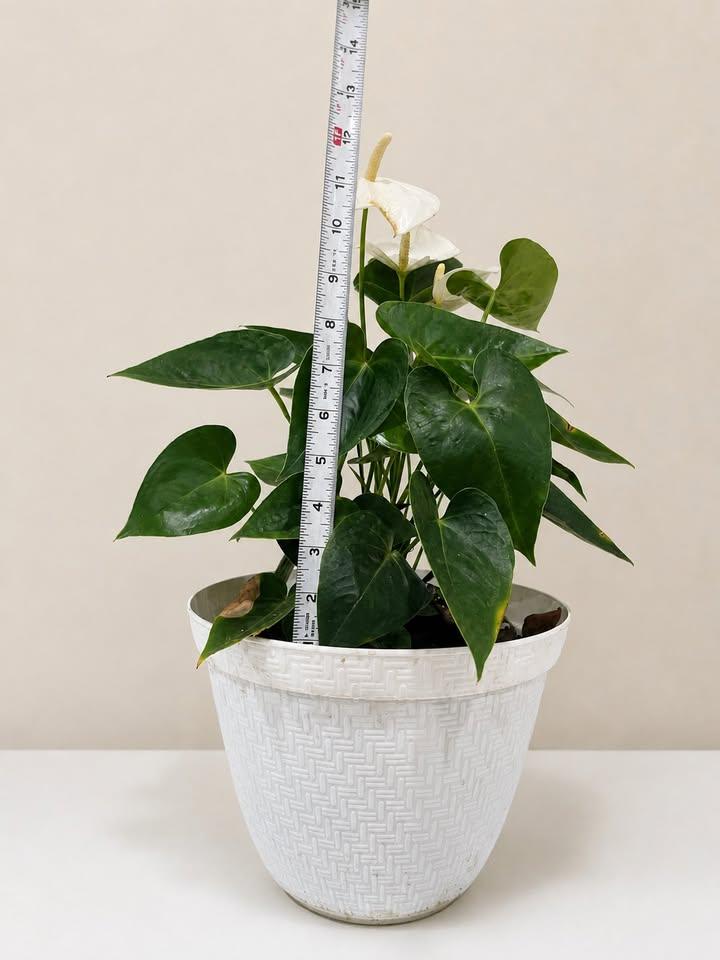 White Anthurium Plant in Pot - photo 3
