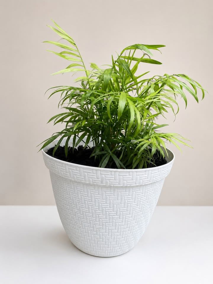Parlour Palm Plant in White Basket-Weave Pot