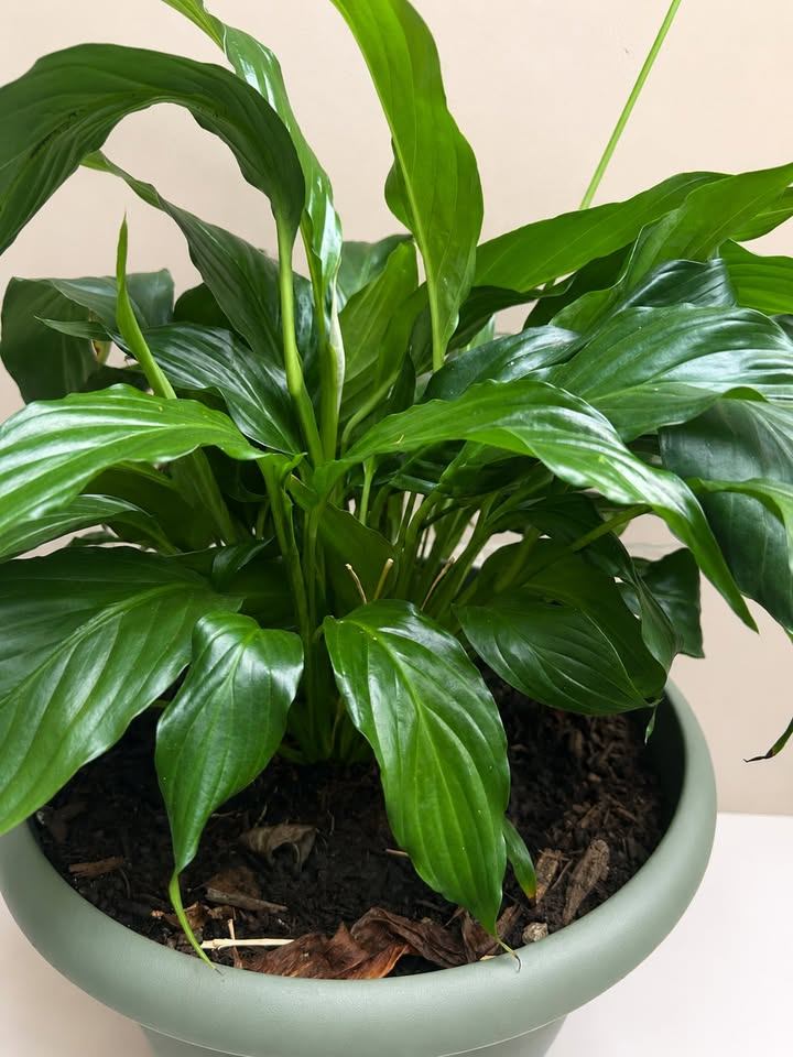 Peace Lily Plant - photo 2
