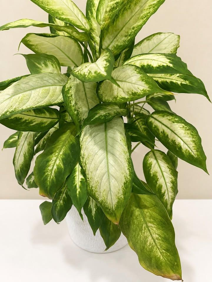 Large Dieffenbachia Plant in White Pot - photo 2