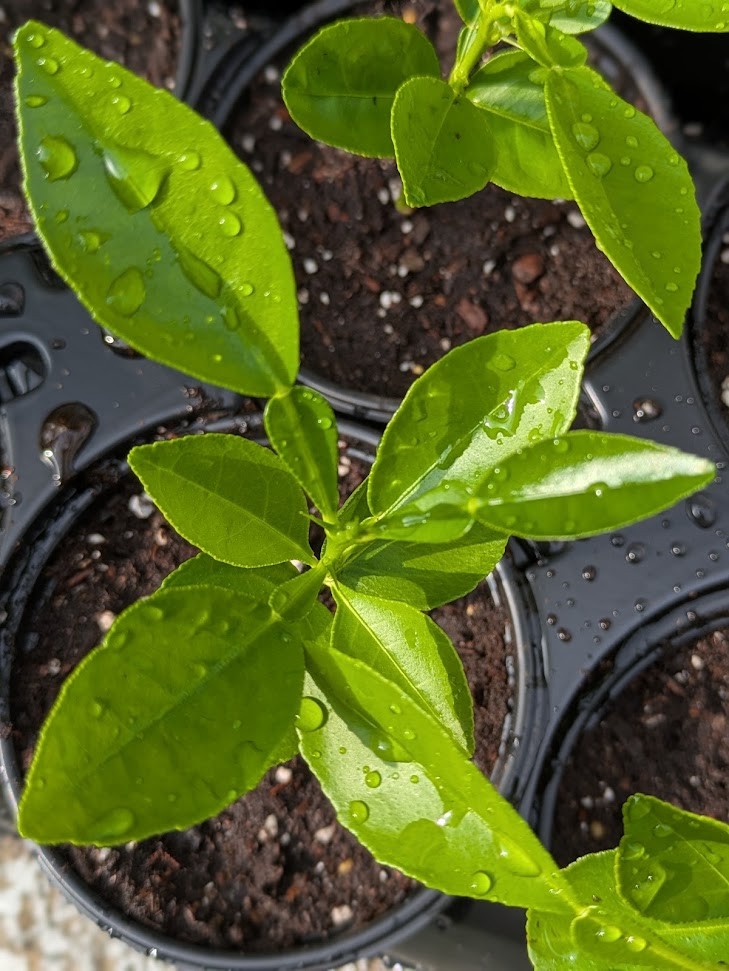 White Pomelo: 柚子 (yòuzi) 白柚 (báiyòu) Jambola Citrus Seedlings - photo 2