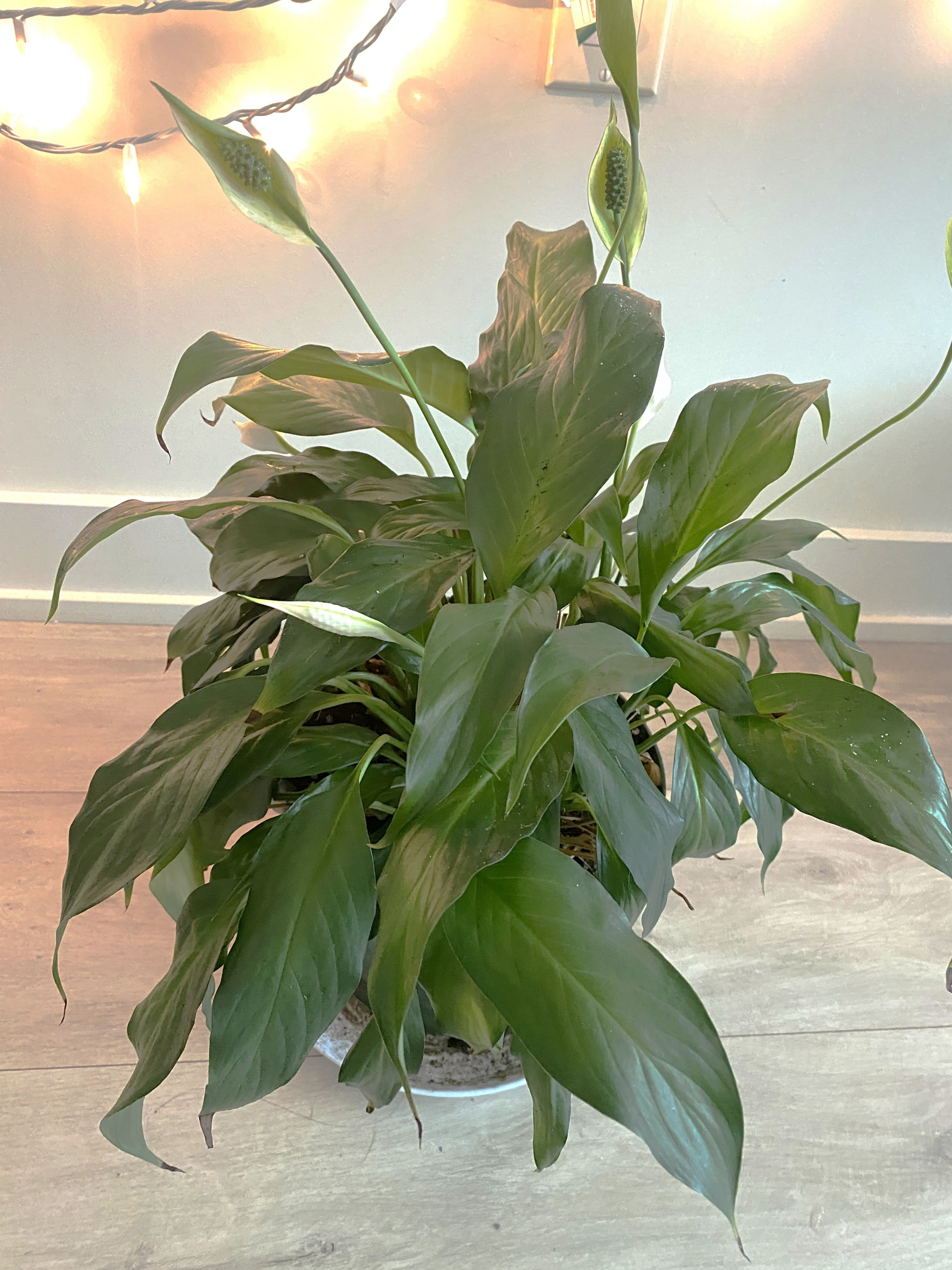 Flowering Peace Lily - photo 2