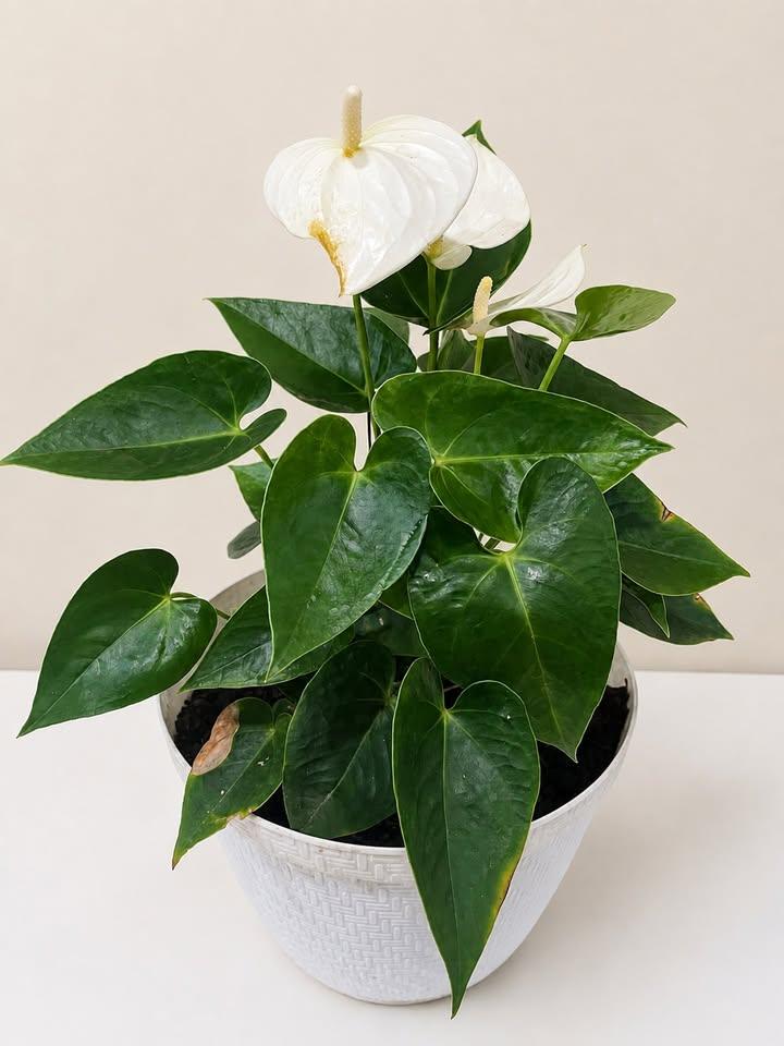 White Anthurium Plant in Pot - photo 2